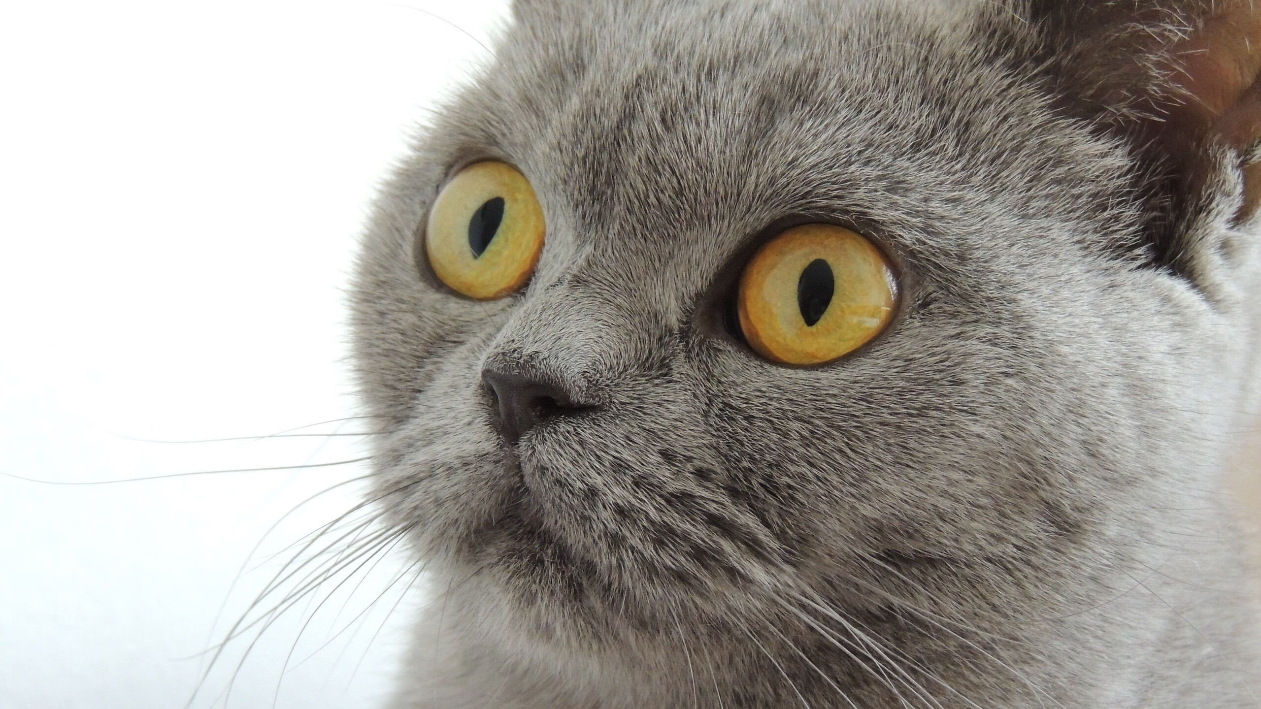 爱游戏tv-汤尤杯上的历史性逆转，马来西亚队奇迹轻取日本队，马琳状态如火山喷发