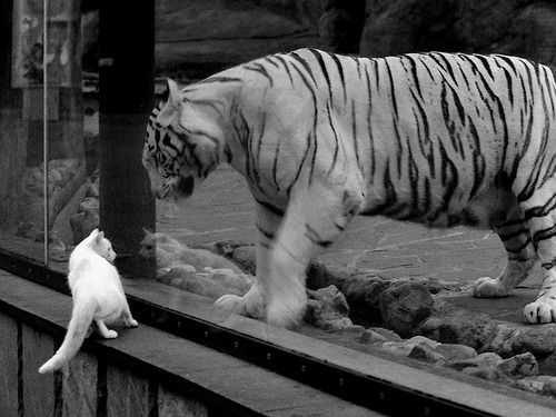 东方破晓，韩国队横扫奥地利，张继科刷新历史纪录