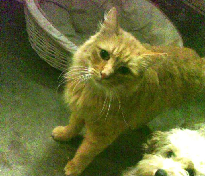 爱游戏APP-贫瘠之地的绿茵审判与富贵篮球的最后一舞，当阿克在抢七接管比赛，马里在决胜局带走克罗地亚