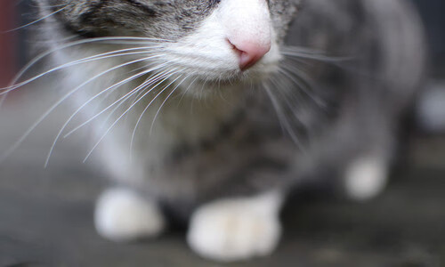 龙缚金乌，一场意甲焦点战中的节奏围猎