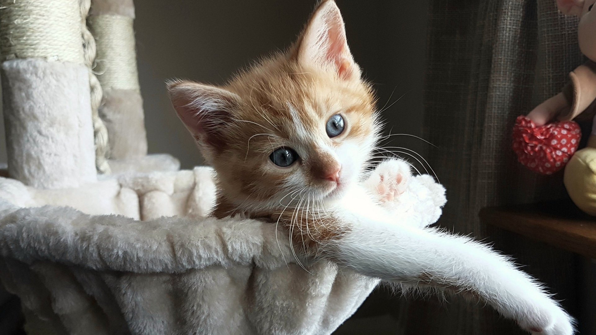 未上场的接管者，当坎特在2026世界杯成为哥斯达黎加奇迹的幽灵导演