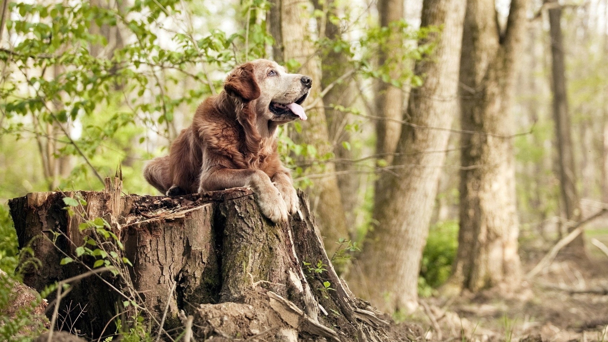 飓风迪亚斯！单骑撕碎钢铁防线，加拿大青春风暴席卷美洲杯