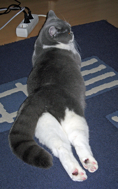 东西部新星的奥运宣言，哈利伯顿接管关键战，雷霆末节风暴席卷黄蜂