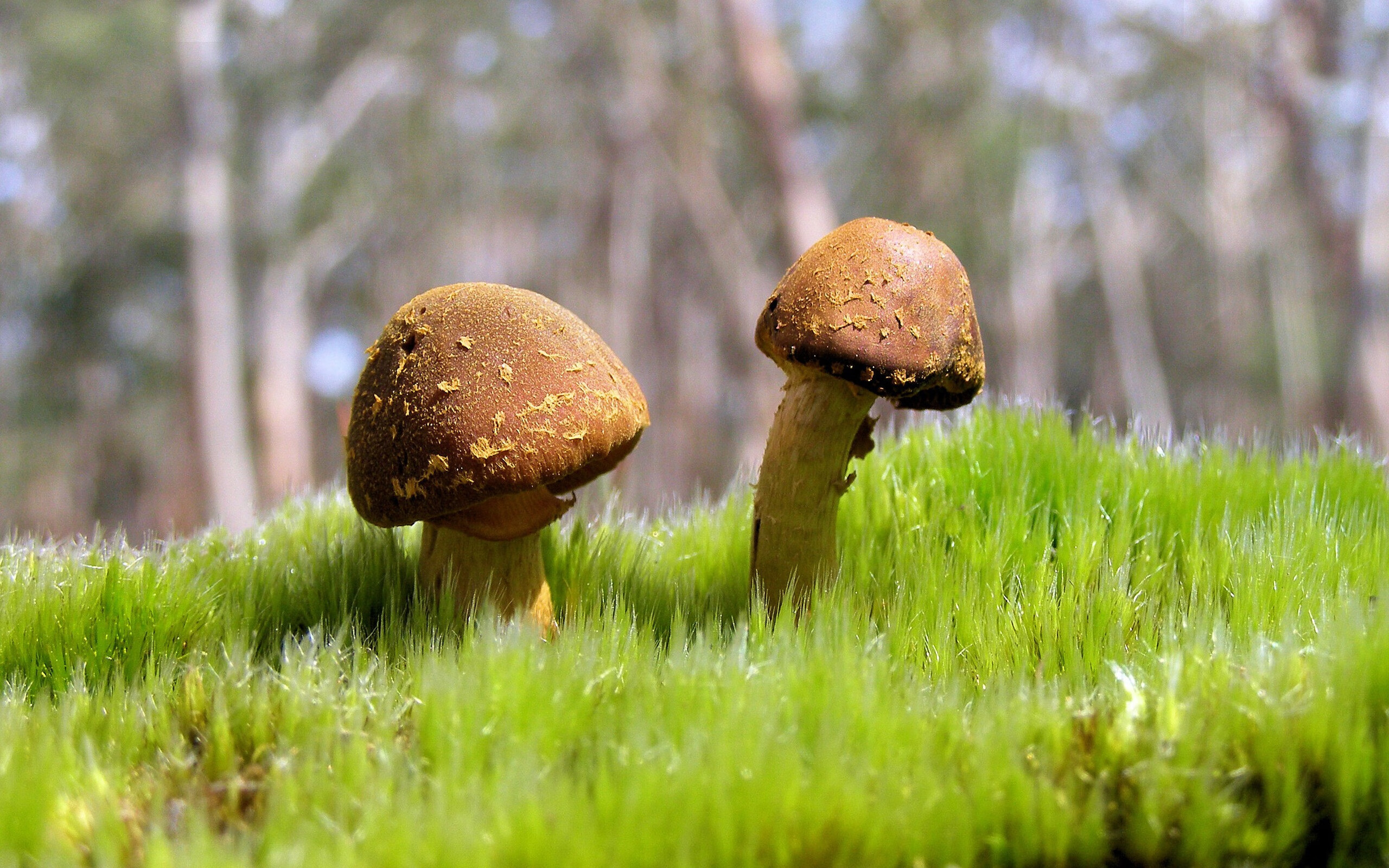 铁血马竞遭遇隐形墙,坎特一夫当关,摩纳哥爆冷奏凯