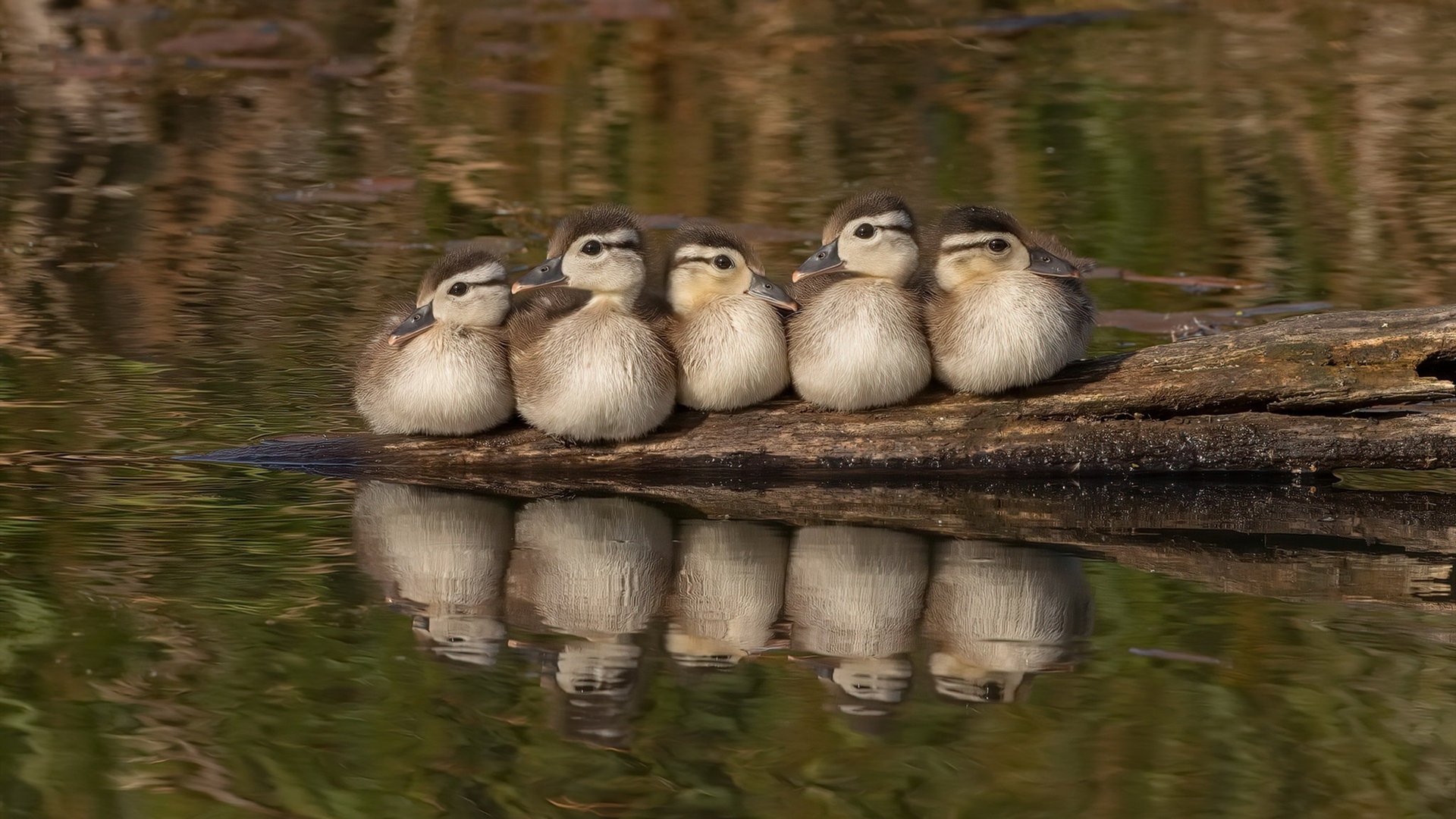 爱游戏体育-跨越太平洋的加时对决，当贝恩与尼克斯在虚构赛场相遇