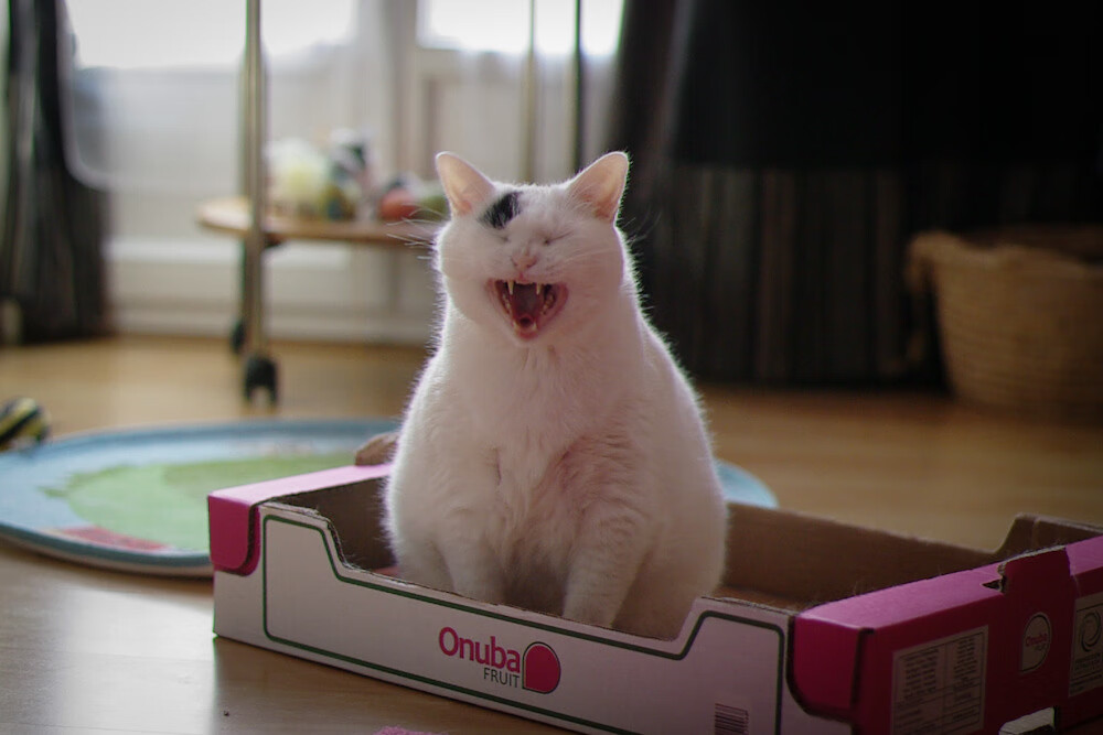 爱游戏入口-生死0.7秒，欧文一剑封喉，狼嚎撕裂麦迪逊广场